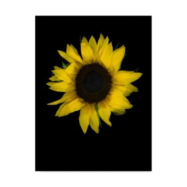 Susan S. Barmon 'Sunflower 1' Canvas Art, 18x24, Trademark Fine Art, Mfr#: ALI34425-C1824GG